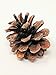 Pine Cones For Crafts In Bulk - Large Fifty Count Bag!