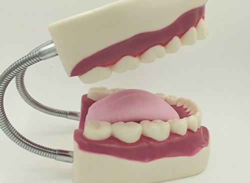 Dental Tooth Oral Care Model Large Movable Practice Learning Infant Toothpaste - Thumbnail 2