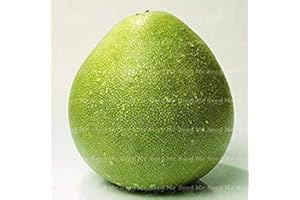 20 pcs Thai Green Pomelo Seeds Grapefruit Seeds Rare Fruit Seeds Organic Health Plants for Home Garden Planting : Seeds Only