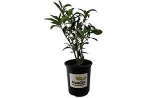 New Life Nursery & Garden-Fudingzhu Fragrant Tea Olive-Osmanthus, Trade Gallon Pot