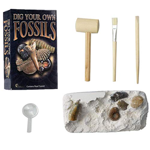 ROYROJAS Mega Fossil Dig Kit ,Real Fossils Including Shark Teeth