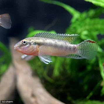 Amazon 熱帯魚 ナノクロミスｓｐ ムバンダカ ワイルド １ペア 沖縄別途送料 北海道 九州航空便要保温 Charm チャーム 観賞魚 水中生物 通販