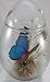Giant Blue Morpho Butterfly Mounted in Glass Container