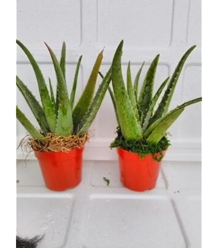 matratzen topper aloe vera Matratzentopper AloeVera Vitapur, 4 cm – Vitapur Österreich main image 1