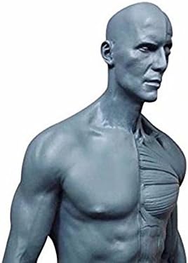 11.8 inch Male Human Muscle Skeleton Anatomy Model for Medical Students Resin (Gray)