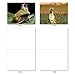 The Best Card Company - 10 Adorable Note Cards Blank (4 x 5.12 Inch) - Wildlife and Animal Cards, Assorted Boxed Kids Set - Capped Creatures M6470OCB