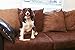 Pet Parents Gnawtlers Premium Antlers for Dogs, Naturally Shed, All Natural Dog Chew, Selected From the Heartland Region (Medium, 1 Count)