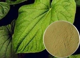 Kava Extract 30% Kavalactones - 28 Grams