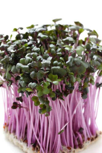 Red Cabbage Sprouts - Seeds