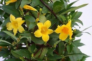Amazon 甘い香りの誘惑 黄色の天使 カロライナジャスミン 3号ポット 苗 花 Amazon 甘い香りの誘惑 黄色の天使 カロライナジャスミン 3号ポット 苗 花