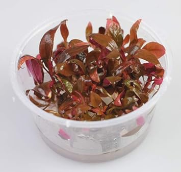 Amazon Tropica 水草 アルテルナンテラレインキーミニ １ ２ Grow Tropicaトロピカ １カップ イイ水草市場 熱帯魚 観賞魚 通販