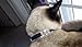 KOOLTAIL Black Skull Bling Cat Collar with Safety Belt and Bell 8-11 Inches