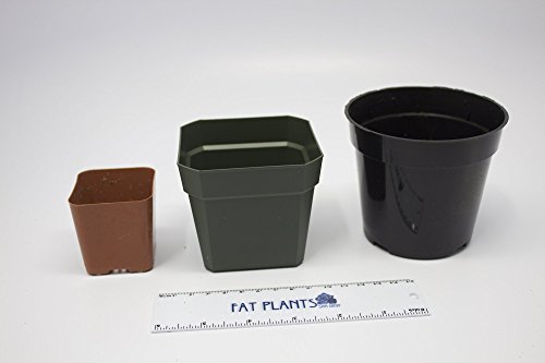 Fat Plants San Diego Miniature Living Succulent Plants in Plastic Planter Pots with Soil - Thumbnail 7