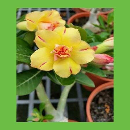 Amazon 鉢植えの植物を植える砂漠のバラの花の種の9種類の色の100 本物の種子盆栽ガーデン中庭1個 Diy 工具 ガーデン
