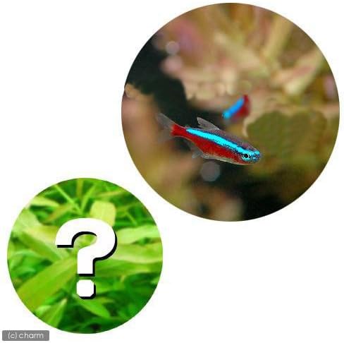 セール 登場から人気沸騰 Charm チャーム 熱帯魚 水草 カージナルテトラ ワイルド 匹 おまかせ有茎草 3本 ビューティー 生体 B00uf4bl9u 新作製品 世界最高品質人気 ホビー 正規品送料無料 楽器 音響機器 100 品質保証 激安超特価 熱帯魚 観賞魚