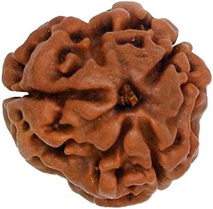 Shivoham 3 Mukhi Rudraksha with Lab Certificate (Brown)