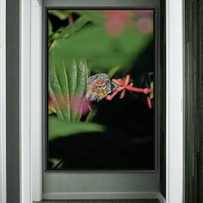 signwin Framed Canvas Wall Art Reptile Contemporary Dramatic...