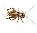 500 Live Small (1/4) Crickets (Acheta Domesticus) by BuyFeederCrickets