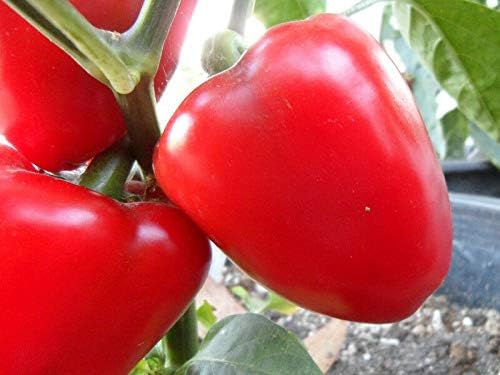 Sweet Apple Pepper 30+ Fresh organically Grown Seeds for The 2019 Growing Season