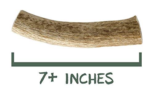 Gnawtlers - Premium Elk Antlers For Dogs, Naturally Shed Elk Antlers, USA Natural Elk Antler Chews,  - //medicalbooks.filipinodoctors.org