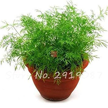 ASTONISH Seeds: 13: 100Pcs EU Fragrant Bulb Fennel Seeds Organic Vegetable Cooking SPS Anise Flavor Use in Soups, Salads, Stir-Fries 13 - Thumbnail 4