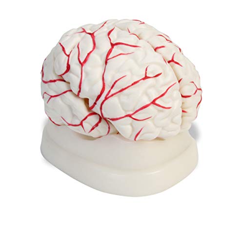 American Educational 7-1414 Eight-Piece Human Brain Model, Life-Size, Plastic, Includes Base