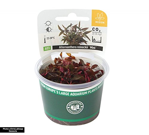 Dennerle Plant It Invitro Live Aquarium Plant Alternanthera Reineckii Mini  | Desertcart Gambia