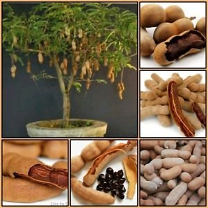 Creative Farmer Fruit Seeds Fresh Thai Tamarind Fruit Seeds Sweet Indian Date Makam Fruit Seeds Non Hybrid Fruit Seeds Kitchen Garden Pack