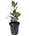 Ohio Grown Sweet Bay Laurel Herb - Laurus nobilis- 4.5"x4.5" Pot