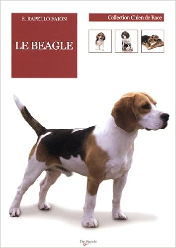 Le Beagle Chien De Race Amazones E Rapello Faion Nelly