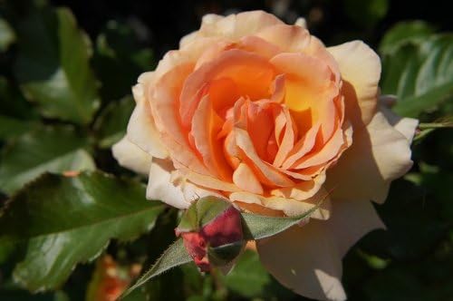 Amazon バラ苗 フレグラントアプリコット Fl 国産苗 大苗 6号ポット 四季咲き アンズ色 強香 京成バラ 花