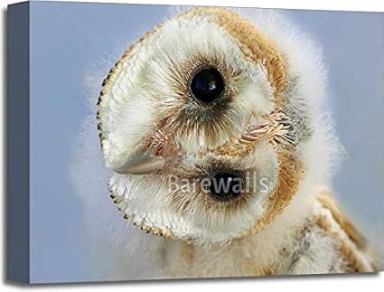 Amazon Com Baby Barn Owl Gallery Wrapped Canvas Art 12in X 18in