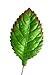 50 Pcs Mixed Rose Leaves Mulberry Paper Artificial Leaf, Mulberry Paper Leaves