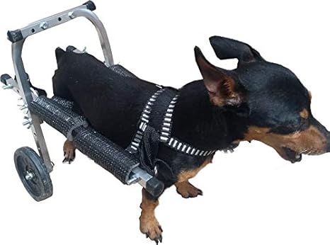 Cadeira de roda para cachorro pinscher Clearance