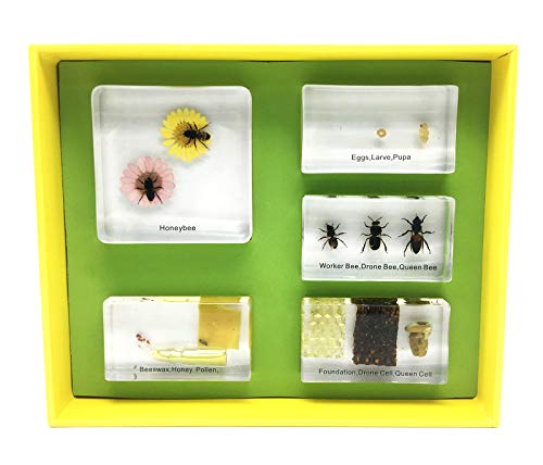 2 Lifecycle+Acrylic+Classroom+Specimens+Education