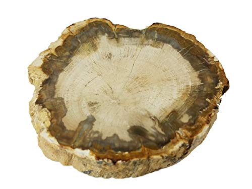 EAGems Petrified Wood Slab, Polished Fossilized Stone Tree Specimen from Madagascar, Very Small About 1" Baby Size - Thumbnail 7