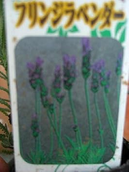 Amazon Co Jp 花苗 ハーブ苗 フリンジラベンダー 3号ラベル付き苗 Diy 工具 ガーデン