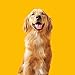 Pedigree Chunky Ground Dinner With Chicken Canned Dog Food 13.2 Ounces (Pack Of 12) (Discontinued By Manufacturer)