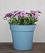 TABOR TOOLS 8.5 Inch Wall Planter for Vertical Flower Garden, Living Wall or Kitchen Herbs, Wall Mountable Plastic Planter with Flat Back Design and Attached Saucer.VEM605A. (Pastel Blue)