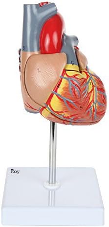 Roy Human Heart Model,34 Numbered Features Life-Size Cardiac Anatomical Model, 2 Parts