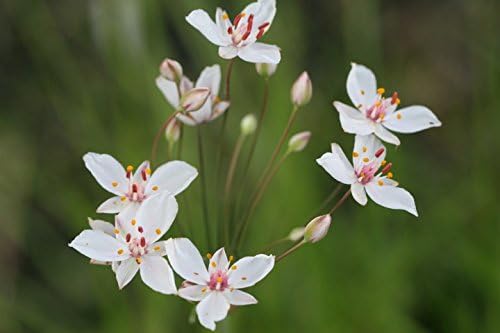 Butomus umbellatus 'Schneeweißchen' - Marginal Pond Plants - Pond Plants - Water Plants Potted-9 cm