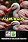 Livro Flamingos
