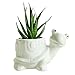 GeLive Tortoise Succulent Planter Turtle Plant Pot Animal Fun Vase Window Box Cute Home Decoration, 5 Inch, Indoor Outdoor