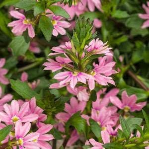 Scaevola-Whirlwind-Pink - 4 1/2" Pot (Annual) - New Arrival