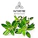 Naturevibe Botanicals Organic Thyme Leaves, 16 ounces (1lb) | Non-GMO and Gluten Free | Adds Aroma and Flavor..[Packaging may vary]