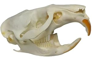 FgriD Taxidermy Real Animals Skulls, Real Bones Specimen, Taxidermy Supplies for Science Education, Christmas Gifts，Special Gift (Muskrat)
