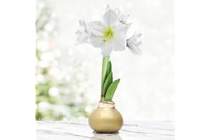 HOLLAND BULB FARMS Gold Base Waxed Amaryllis White Intokazi Flower Bulb with Stand, No Water Needed