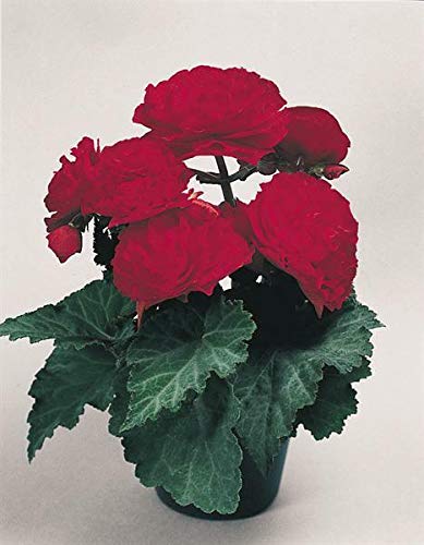 50 Begonia Seeds Nonstop Begonia Red Begonia Seeds Pelleted Bulk Seeds