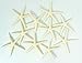 Starfish Decor - Star Fish for Craft - 10pk Real 2-3
