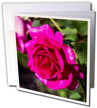 Amazon Alexis写真 花ローズ ダークピンクまたはパープルローズ花 グリーン背景 Closeup View グリーティングカード Set Of 12 Greeting Cards グリーティングカード 文房具 オフィス用品